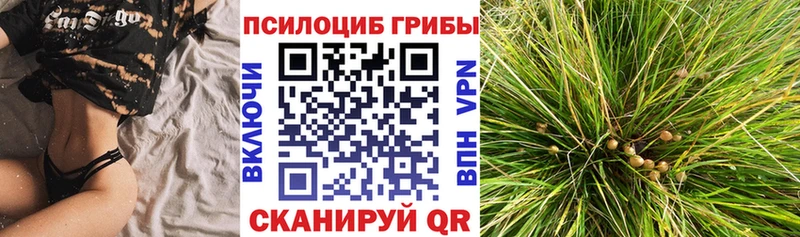 MEGA tor  наркотики  Долгопрудный  Псилоцибиновые грибы мицелий 